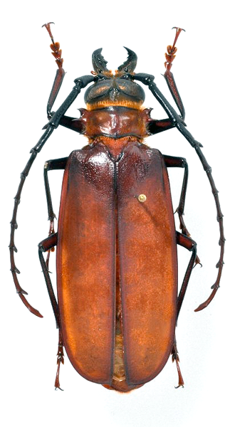 Omamtomenus longipennis